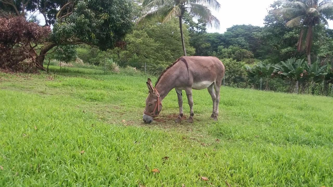 Island Goode'S - Luxury Adult Only Accommodation Near Hilo Papaikou Luaran gambar