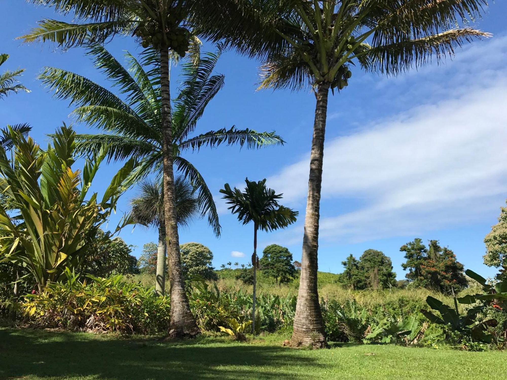 Island Goode'S - Luxury Adult Only Accommodation Near Hilo Papaikou Luaran gambar