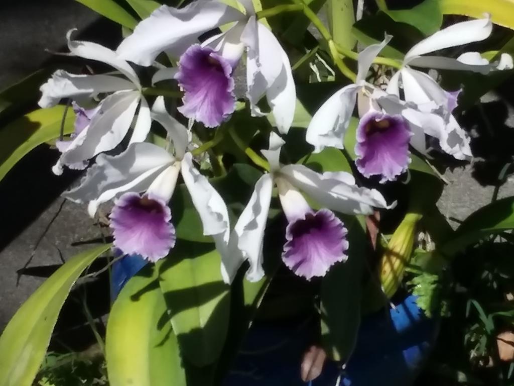 Island Goode'S - Luxury Adult Only Accommodation Near Hilo Papaikou Luaran gambar