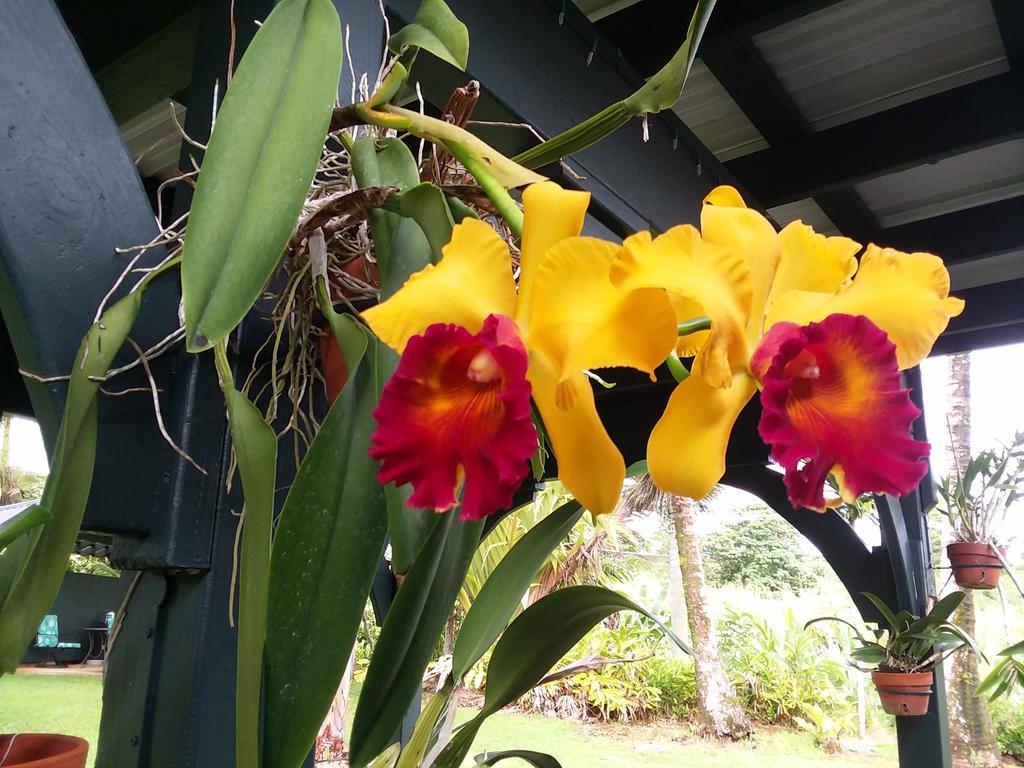 Island Goode'S - Luxury Adult Only Accommodation Near Hilo Papaikou Luaran gambar