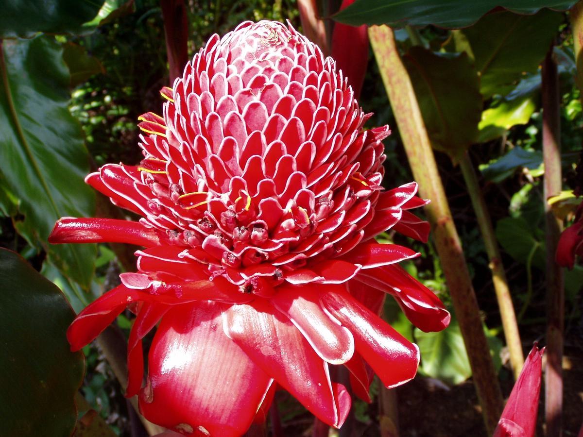Island Goode'S - Luxury Adult Only Accommodation Near Hilo Papaikou Luaran gambar
