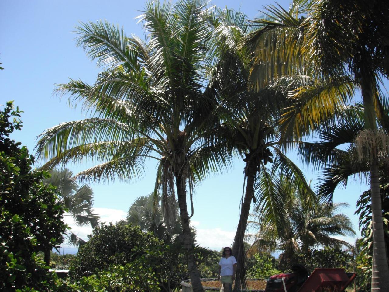 Island Goode'S - Luxury Adult Only Accommodation Near Hilo Papaikou Luaran gambar