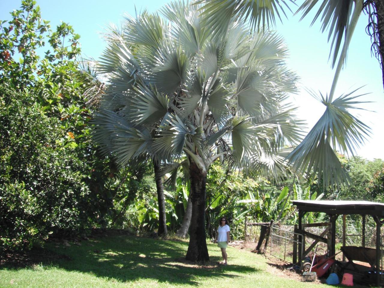 Island Goode'S - Luxury Adult Only Accommodation Near Hilo Papaikou Luaran gambar